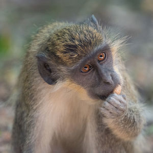 Close-up portrait of cute looking away