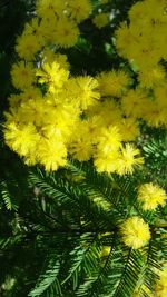 Full frame shot of yellow tree