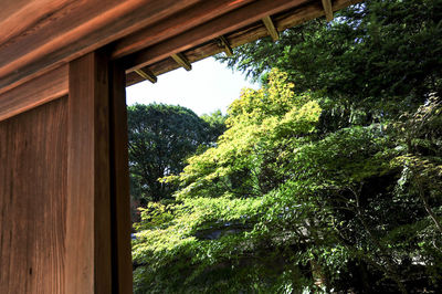 Low angle view of trees and buildings