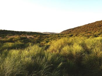 Scenic view of landscape against clear sky