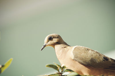 Close-up of a bird