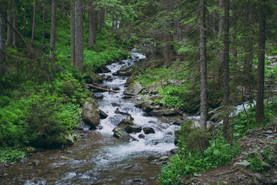 Scenic view of river in forest