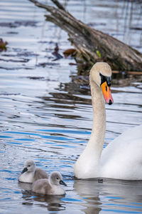 Mute swan bird family with cygnets swimming together. family swan with babies. cygnus olor. 