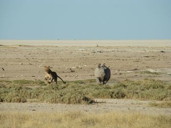 Horses grazing on field