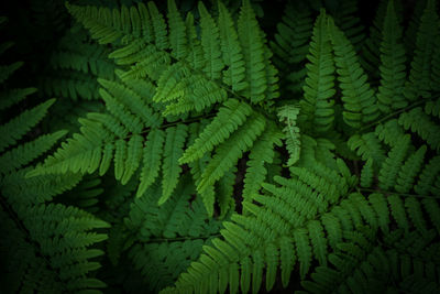 Full frame shot of green leaves