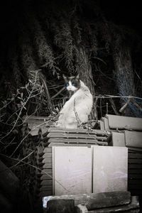 Bird sitting on wood against trees