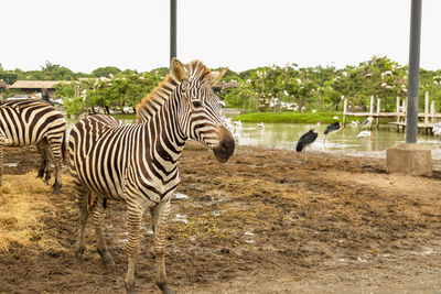 Zebras in a field