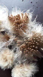 Close-up of flowers