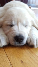 Close-up of puppy sleeping