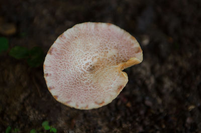 Close-up of mushroom
