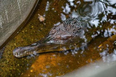 High angle view of duck swimming in lake