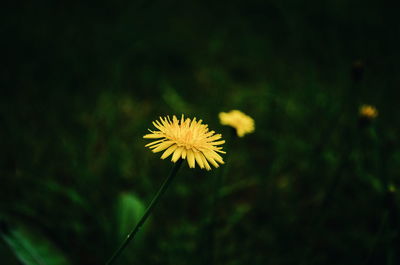 Close-up of dandelion