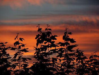 Low angle view of silhouette plants against romantic sky
