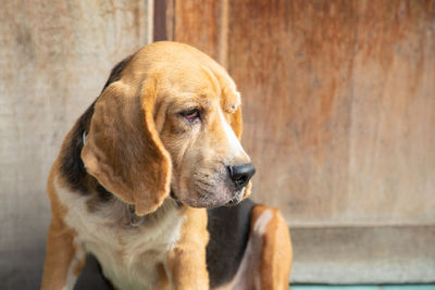 Close-up of dog looking away