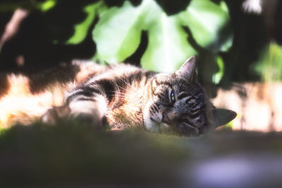 Close-up of cat sleeping