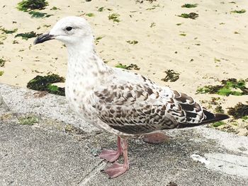 Close-up of bird