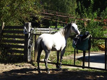 Horse standing in ranch