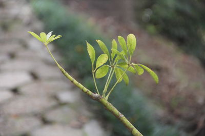 Close-up of small plant