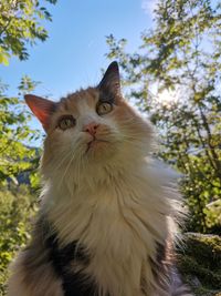 Close-up portrait of a cat