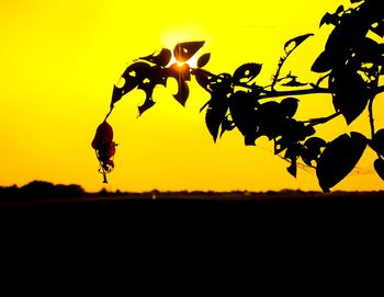 Close-up of silhouette plant against sky during sunset