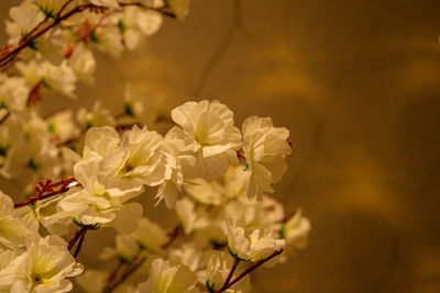 Close-up of cherry blossom plant