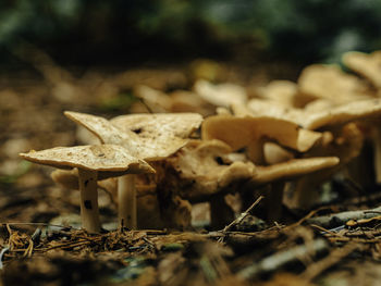 Close-up of mushroom growing on field