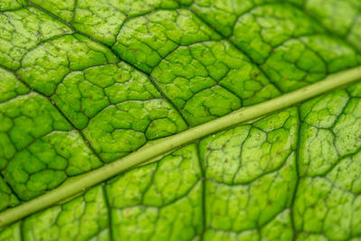 Full frame shot of green leaf