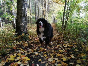 Dog in forest during autumn