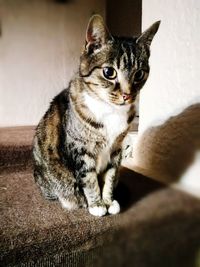 Portrait of kitten sitting