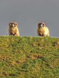 Portrait of squirrel sitting on field