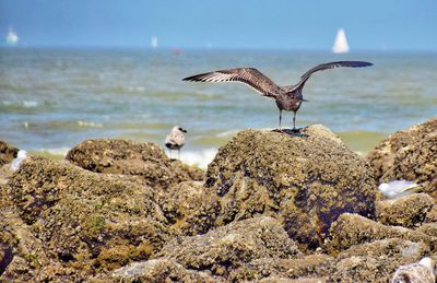 Herring gull with spread wings on rock by sea against sky