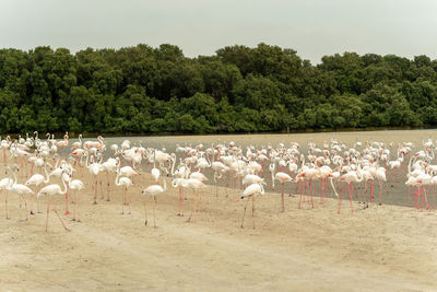 Flock of birds in the lake