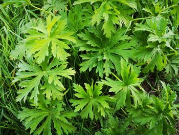 Full frame shot of fresh green plants