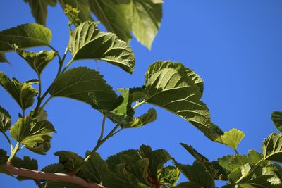 Low angle view of leaves against clear blue sky