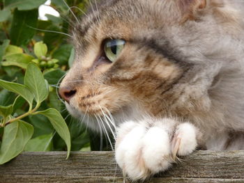 Close-up of a cat