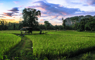 Scenic view of agricultural field against sky