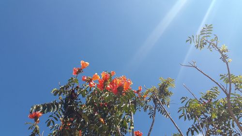 Low angle view of flower tree against clear blue sky