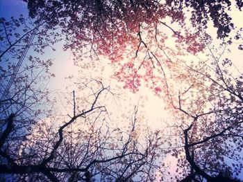 Low angle view of trees against sky