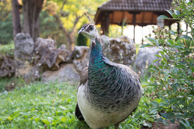 Close-up of peacock on field