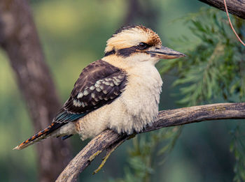 Close-up of bird perching on branch