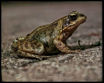 Close-up of frog