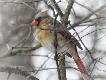 Close-up of bird perching on branch