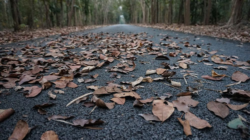 Surface level of dry leaves on road