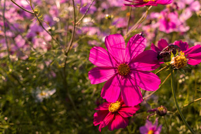 Close-up of bee on red flower