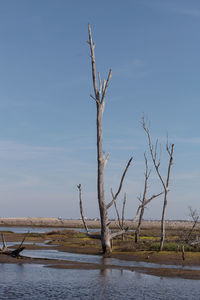 Bare tree on landscape against clear sky