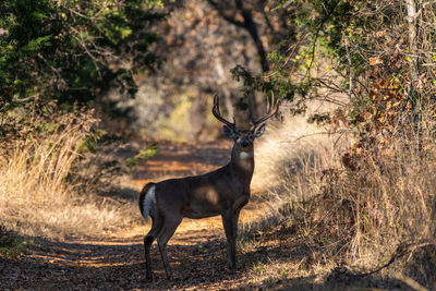 A large male white-tailed deer standing in a path running through some woods in a park.