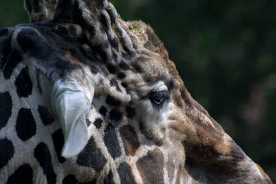 Close-up of a horse in zoo