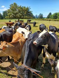 Cows in a field