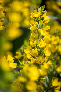 Close-up of yellow flowers on field