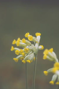 Close-up of yellow flower bud growing in park